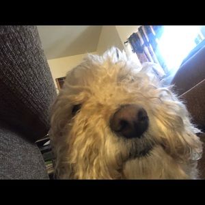 Meet your Posher, Daniela